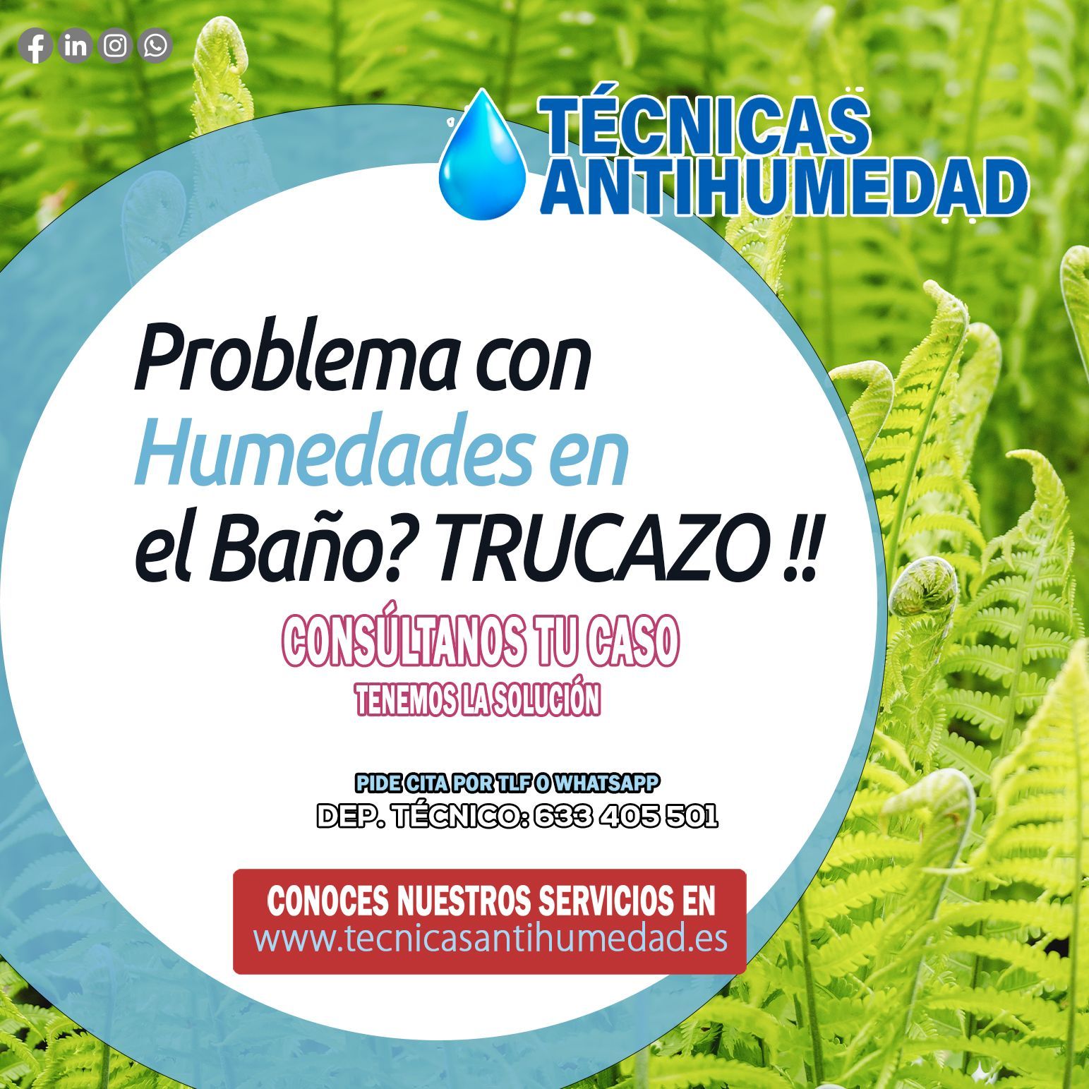 planta-humedades