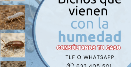 Bichos de la humedad
