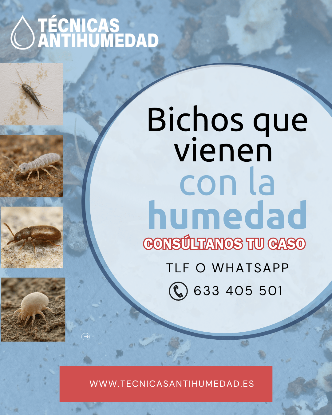 Bichos de la humedad